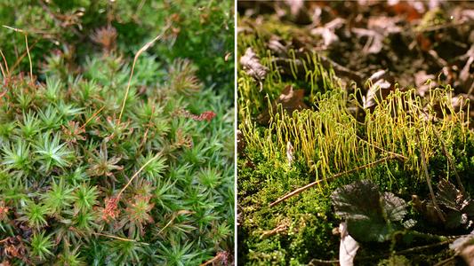 Clumps of a woodland moss