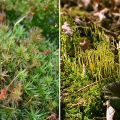 Clumps of a woodland moss