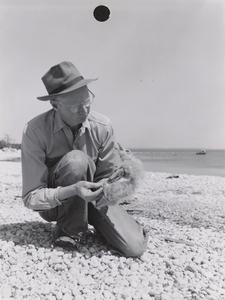 Harold Wilson with herring gull