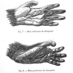 Fig. 7--Main antérieur de chimpanzé; Fig. 8--Main postérieure de chimpanzé