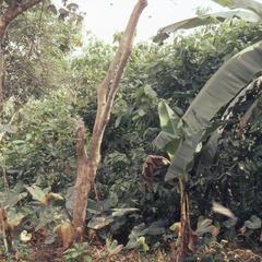 Cocoa plants