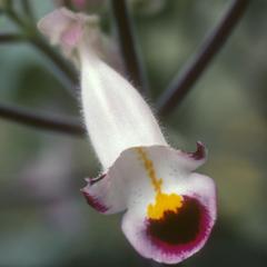 Flower of Martynia, Teloloapan