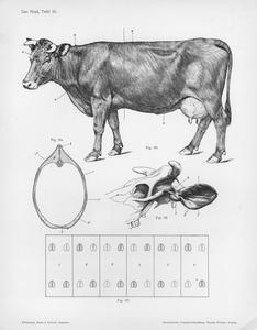 Das Rind, Tafel 15