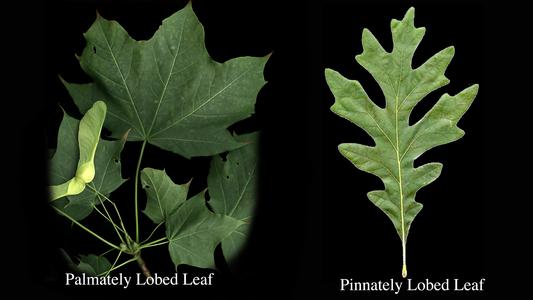Palmately veined and lobed leaf of Acer vs pinnately veined and lobed leaf of Quercus