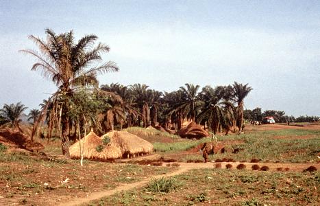 Farming Village with Palm Trees