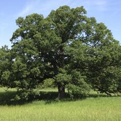 Bur oak tree, UW-Waukesha Field Station