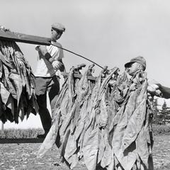 Hanging tobacco to dry