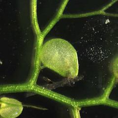 Modified leaves - detail of insect traps of bladderwort