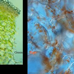 Composite views of tissue of pepper fruit showing chloroplasts and chromoplasts