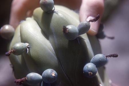 Closeup of fruit of Myrtillocactus cactus