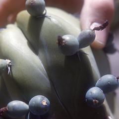 Closeup of fruit of Myrtillocactus cactus