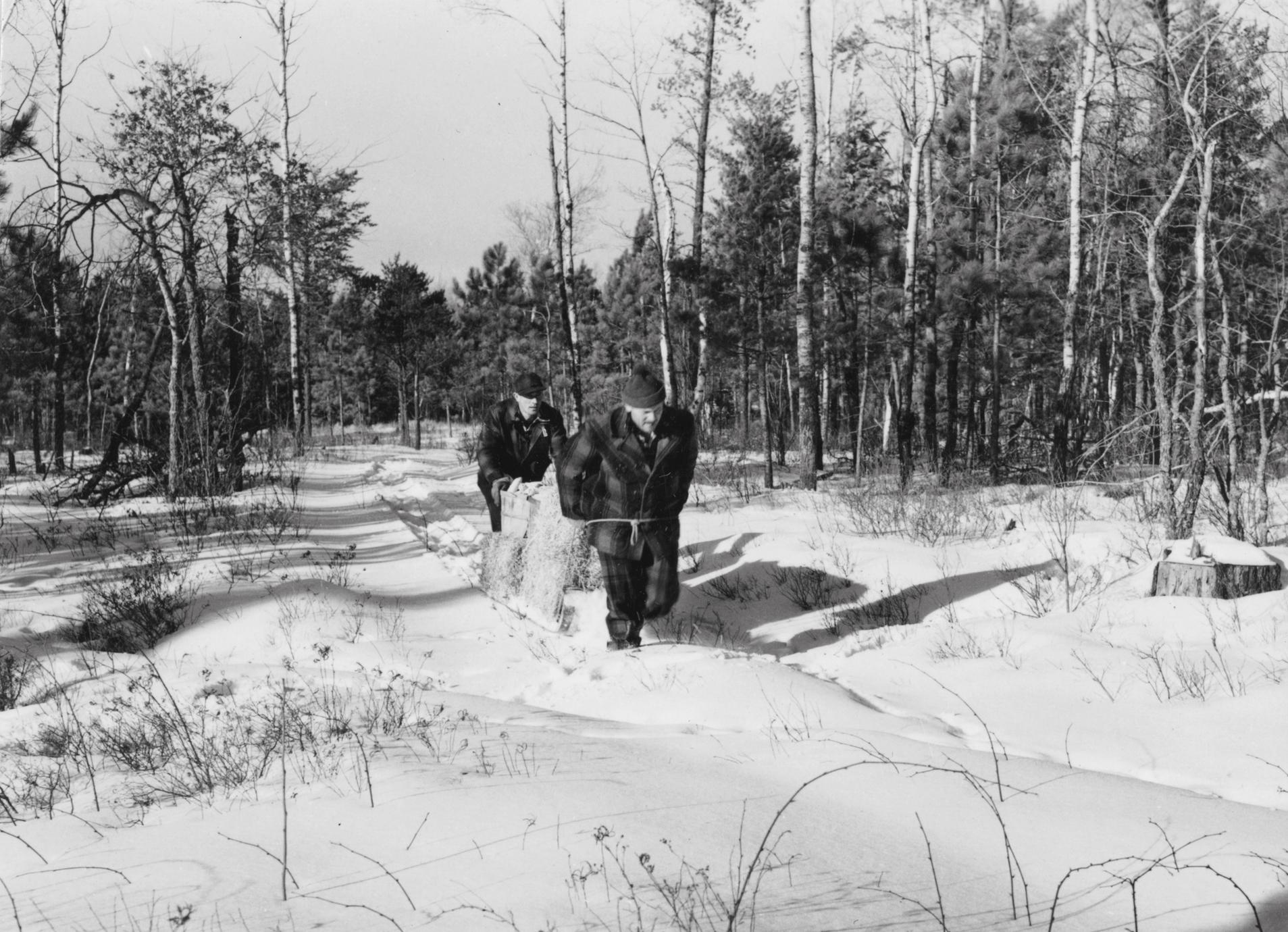 winter-deer-feeding-uwdc-uw-madison-libraries