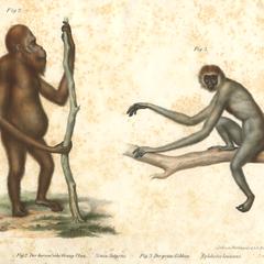 Orangutan and Gibbon Print