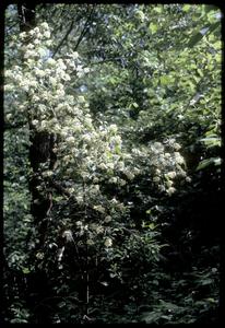 Gray dogwood in bloom