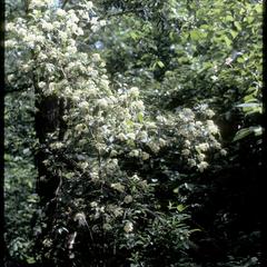 Gray dogwood in bloom