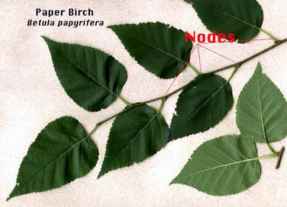Nodes of paper birch