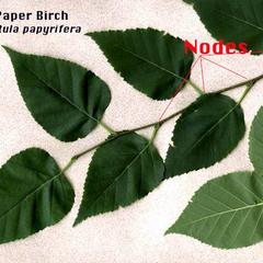 Nodes of paper birch