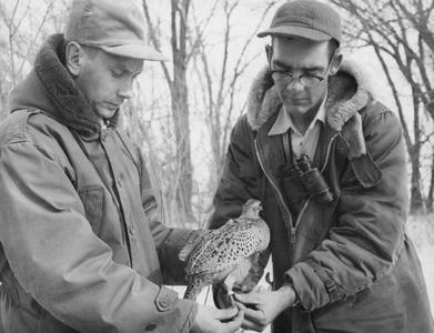 C. D. Besadny tagging pheasants
