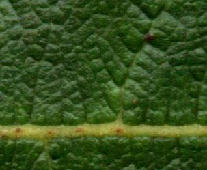 Leaf upper surface of Salix bebbiana