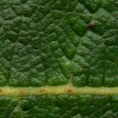 Leaf upper surface of Salix bebbiana