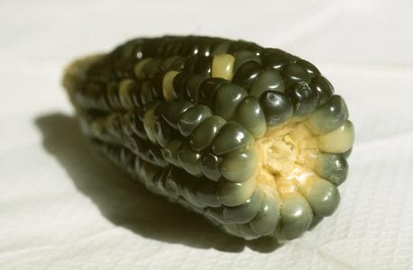 Cultivated corn (Zea mays), blackish-green "elotes" (cobs) for eating
