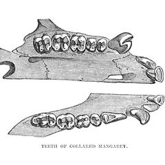 Teeth of Collared Mangabey