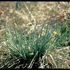 Prairie June grass