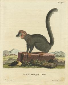 Lemur Mongoz Linn.