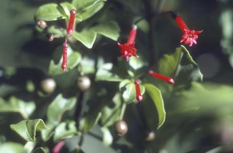 Fuchsia michoacanensis near Las Joyas