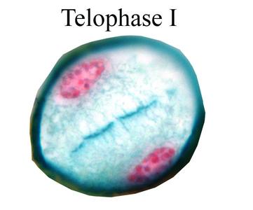Telophase I - Lilium microsporogenesis