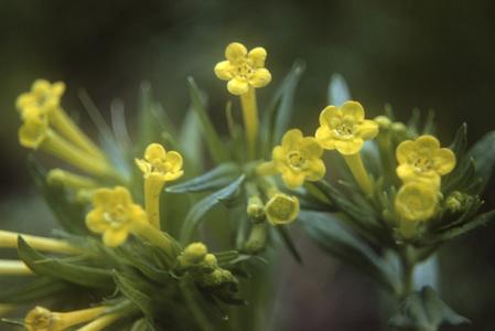 Close-up of Lithospermum flowers, La Cima