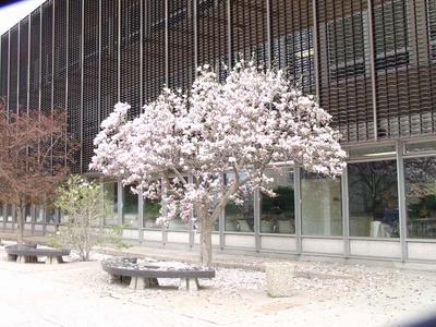 Magnolia x Soulangiana flowering tree by Social Sciences Building