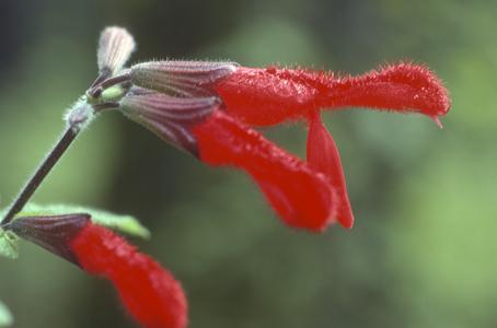 Salvia flower, Lengua de Vaca pass