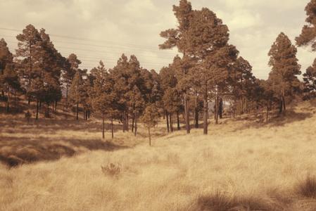 Tussock grasslands and pines, La Cima