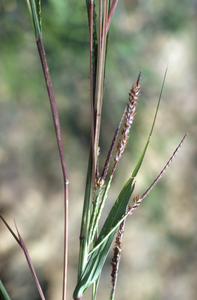 Tripsacum grass spikes, west of Rancho Nuevo