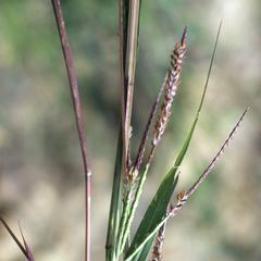 Tripsacum grass spikes, west of Rancho Nuevo