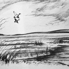 Two ducks in flight over lake-edge marsh