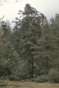 Cloud-forest with fir, cypress, and pine, below Captzin