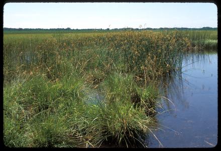 View of Wisconsin wetland with sedges and rushes, water edge