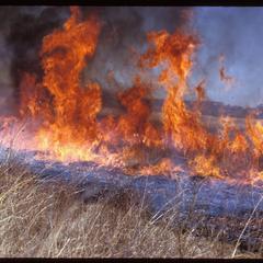 Prairie fire, spring burn in Curtis Prairie, University of Wisconsin Arboretum
