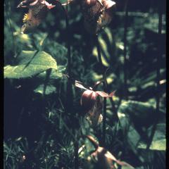 Calypso orchid in bloom