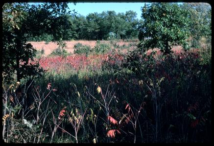 View of sumac showing fall color, Grady Tract, University of Wisconsin Arboretum