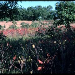 View of sumac showing fall color, Grady Tract, University of Wisconsin Arboretum