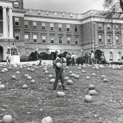Gathering pumpkins