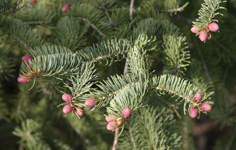 Branch with male cones of White spruce