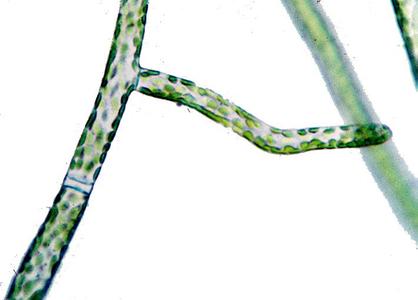Branched moss protonemata