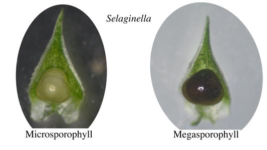 Selaginella - dissected strobilus with megasporophyll and microsporophyll
