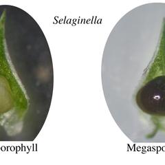 Selaginella - dissected strobilus with megasporophyll and microsporophyll