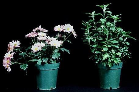 Photoperiodism - Chrysanthemum - the long day treatment is on the right