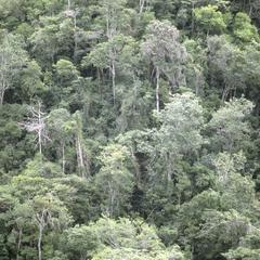 Fine tall evergreen tropical forest